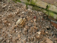/album/tortellini/torti-4-jpg/